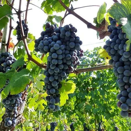 Monforte Charming 2-5room Flat In Center Trullovista *